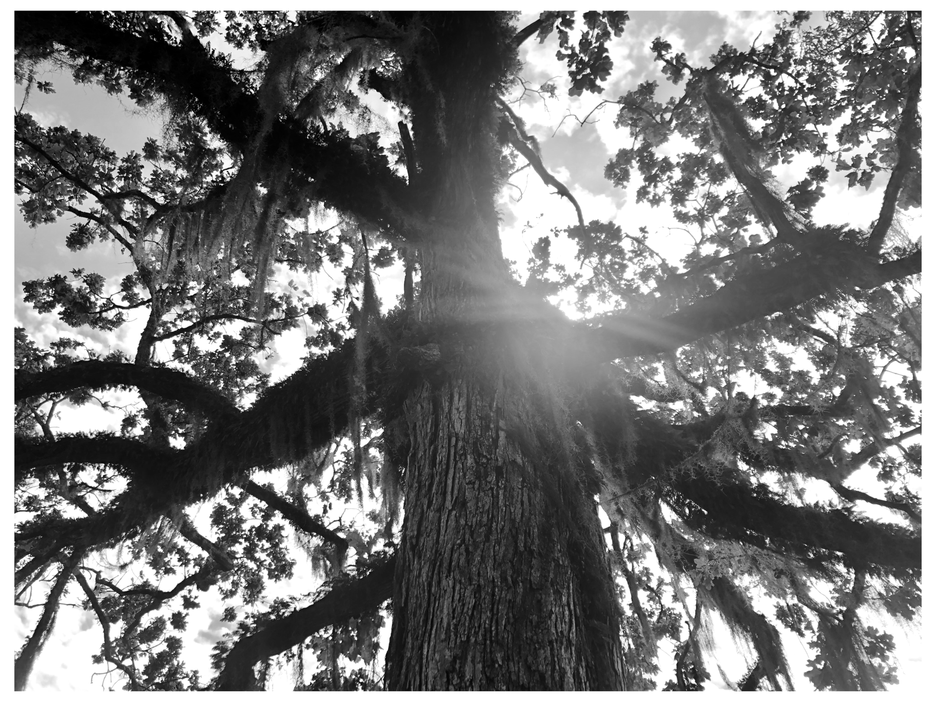 Sunlight through branches of tall tree.
